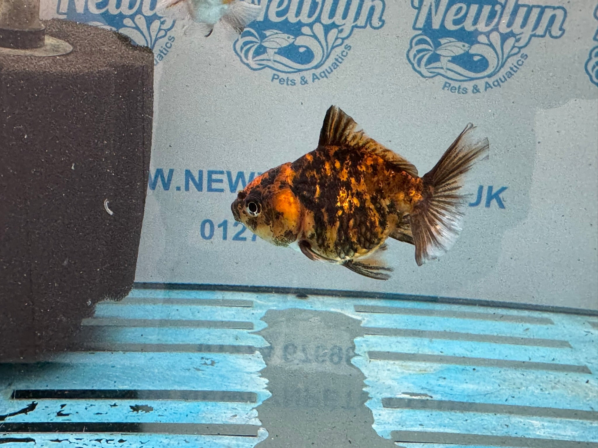 Tiger Oranda Fancy Goldfish 6 - 8cm - Newlyn - pets - Newlyn - pets - 