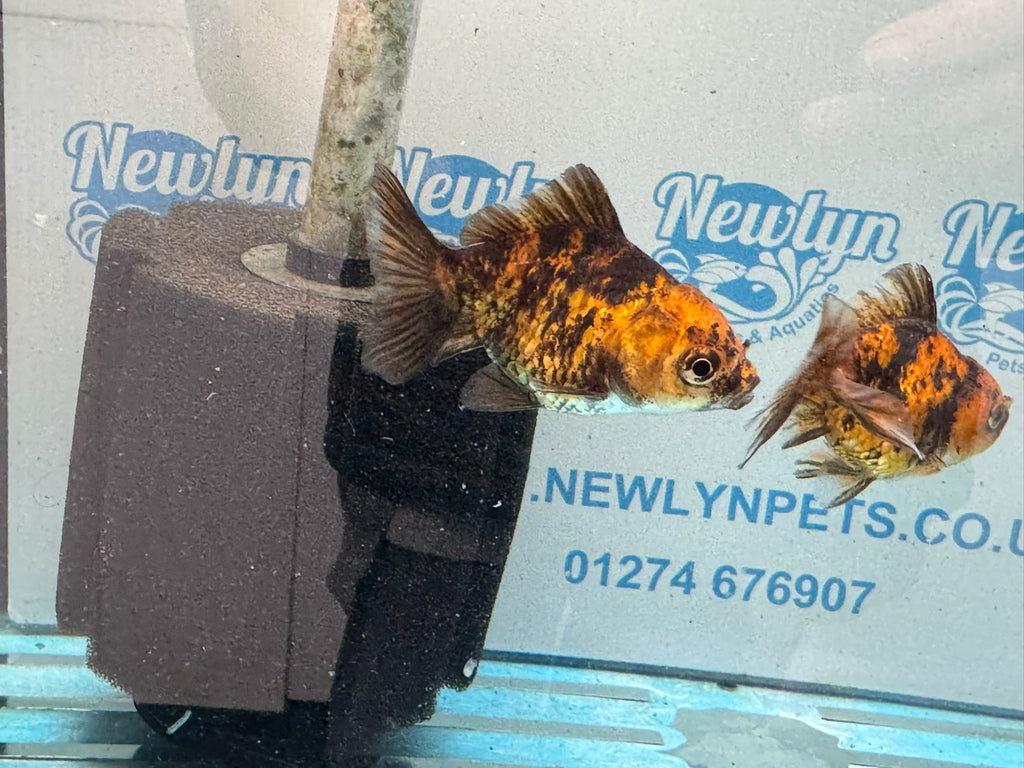 Tiger Oranda Fancy Goldfish 6 - 8cm - Newlyn - pets - Newlyn - pets - 