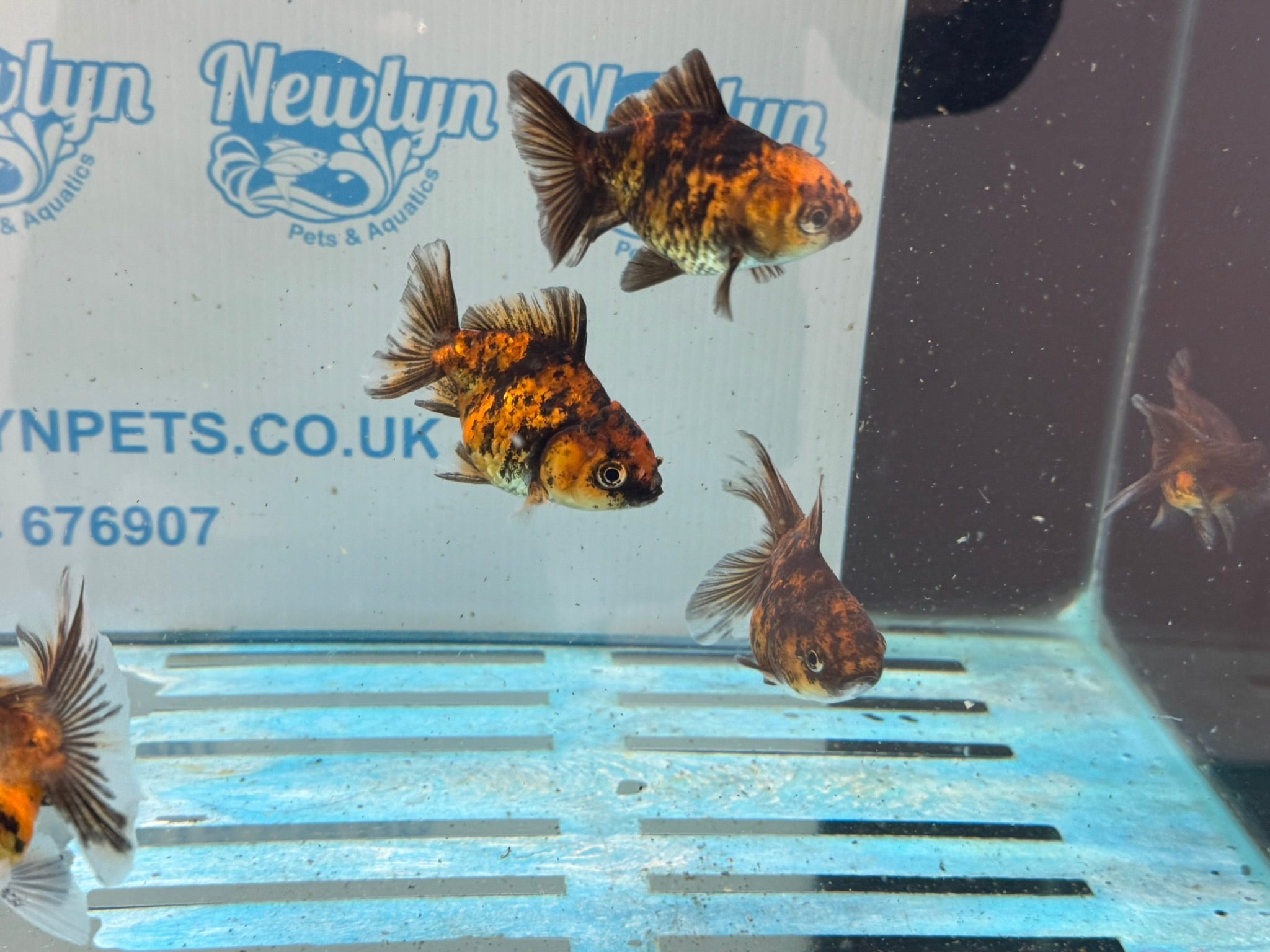 Tiger Oranda Fancy Goldfish 6 - 8cm - Newlyn - pets - Newlyn - pets - 
