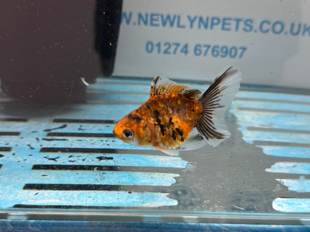 Tiger Oranda Fancy Goldfish 6 - 8cm - Newlyn - pets - Newlyn - pets - 