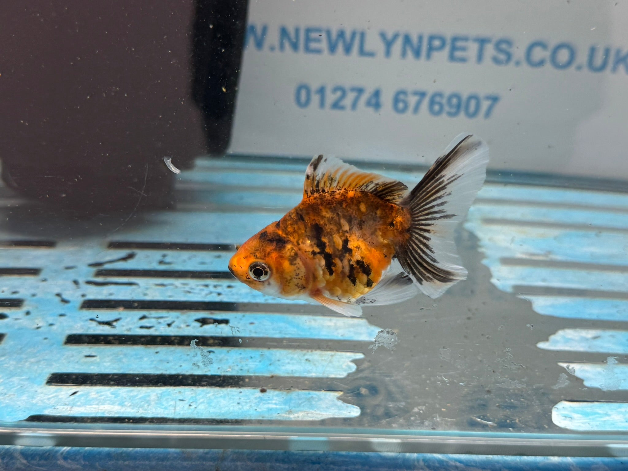 Tiger Oranda Fancy Goldfish 6 - 8cm - Newlyn - pets - Newlyn - pets - 