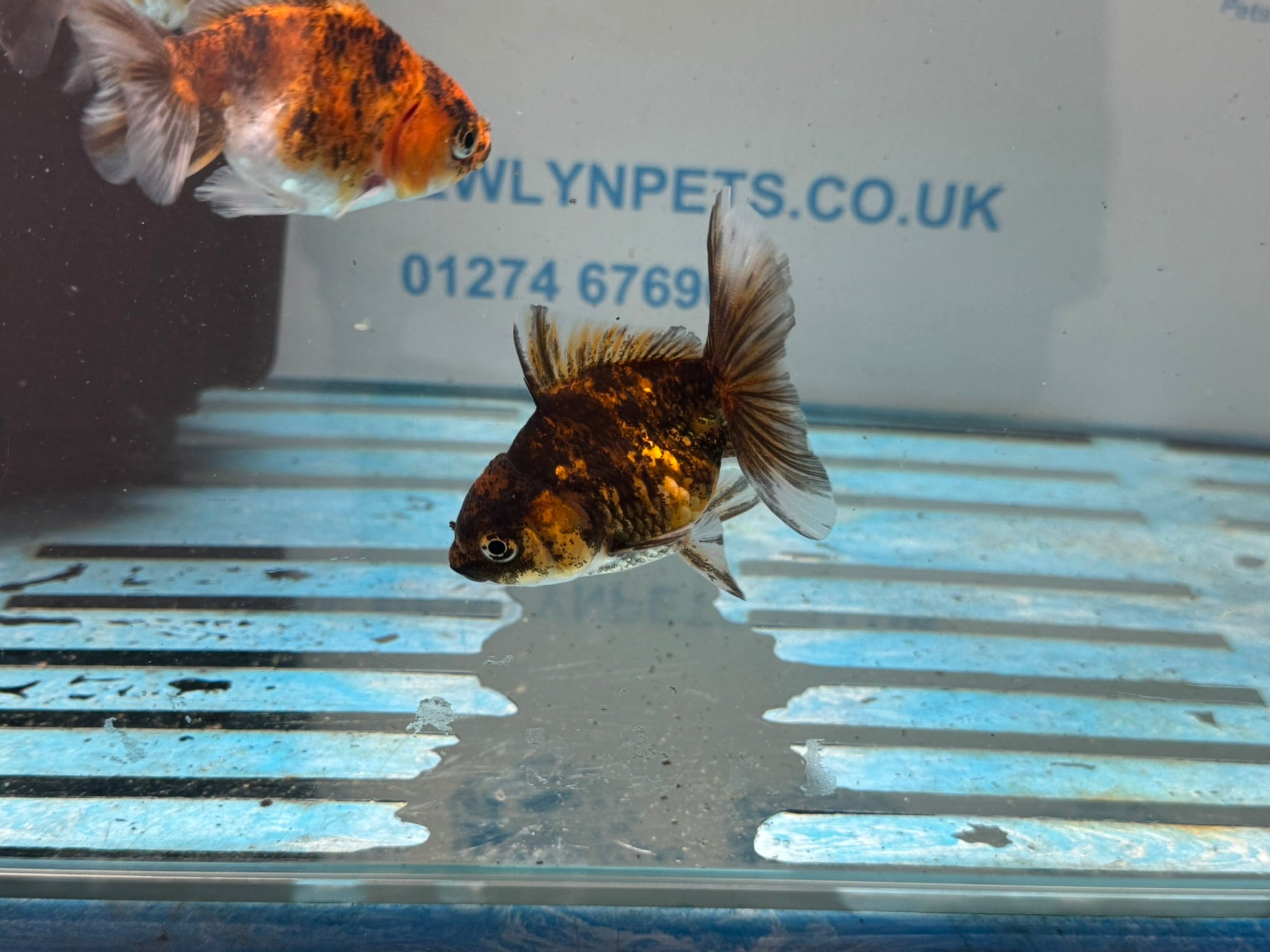 Tiger Oranda Fancy Goldfish 6 - 8cm - Newlyn - pets - Newlyn - pets - 