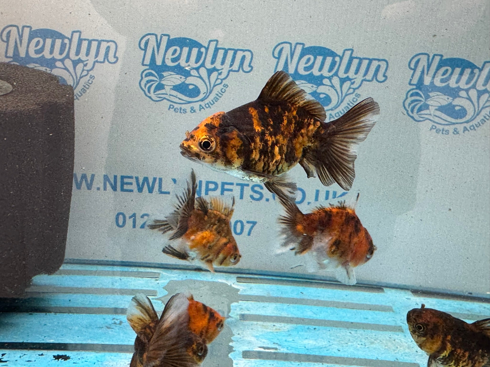 Tiger Oranda Fancy Goldfish 6 - 8cm - Newlyn - pets - Newlyn - pets - 