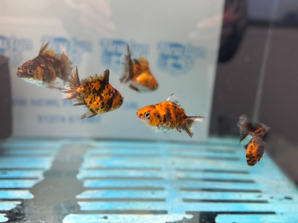 Tiger Oranda Fancy Goldfish 6 - 8cm - Newlyn - pets - Newlyn - pets - 