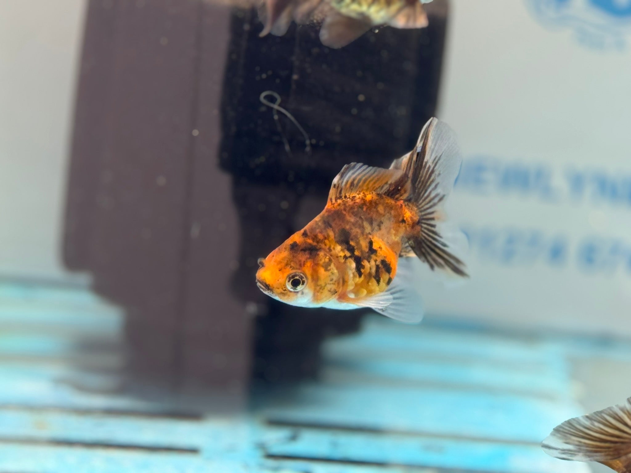 Tiger Oranda Fancy Goldfish 6 - 8cm - Newlyn - pets - Newlyn - pets - 