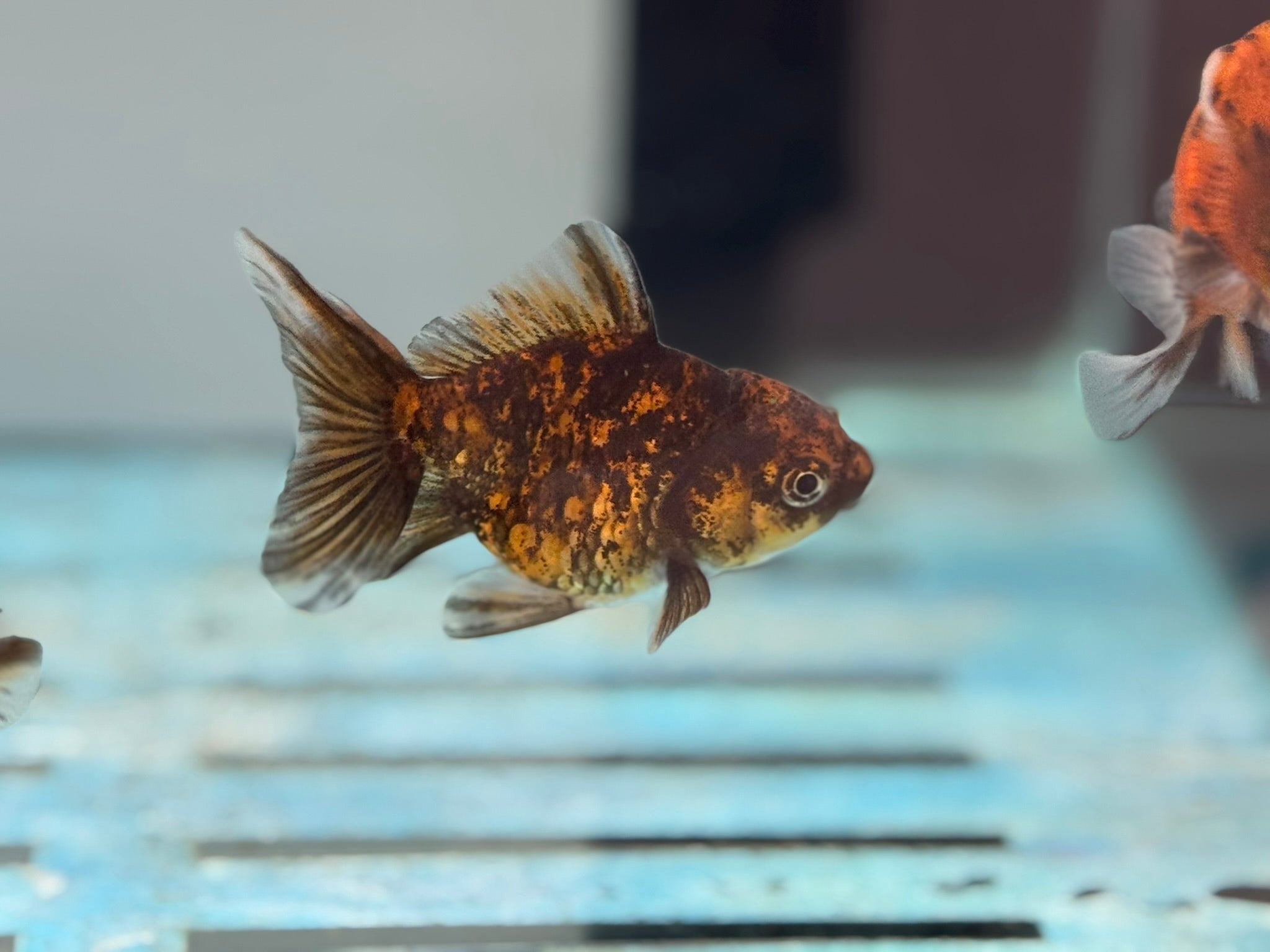 Tiger Oranda Fancy Goldfish 6 - 8cm - Newlyn - pets - Newlyn - pets - 