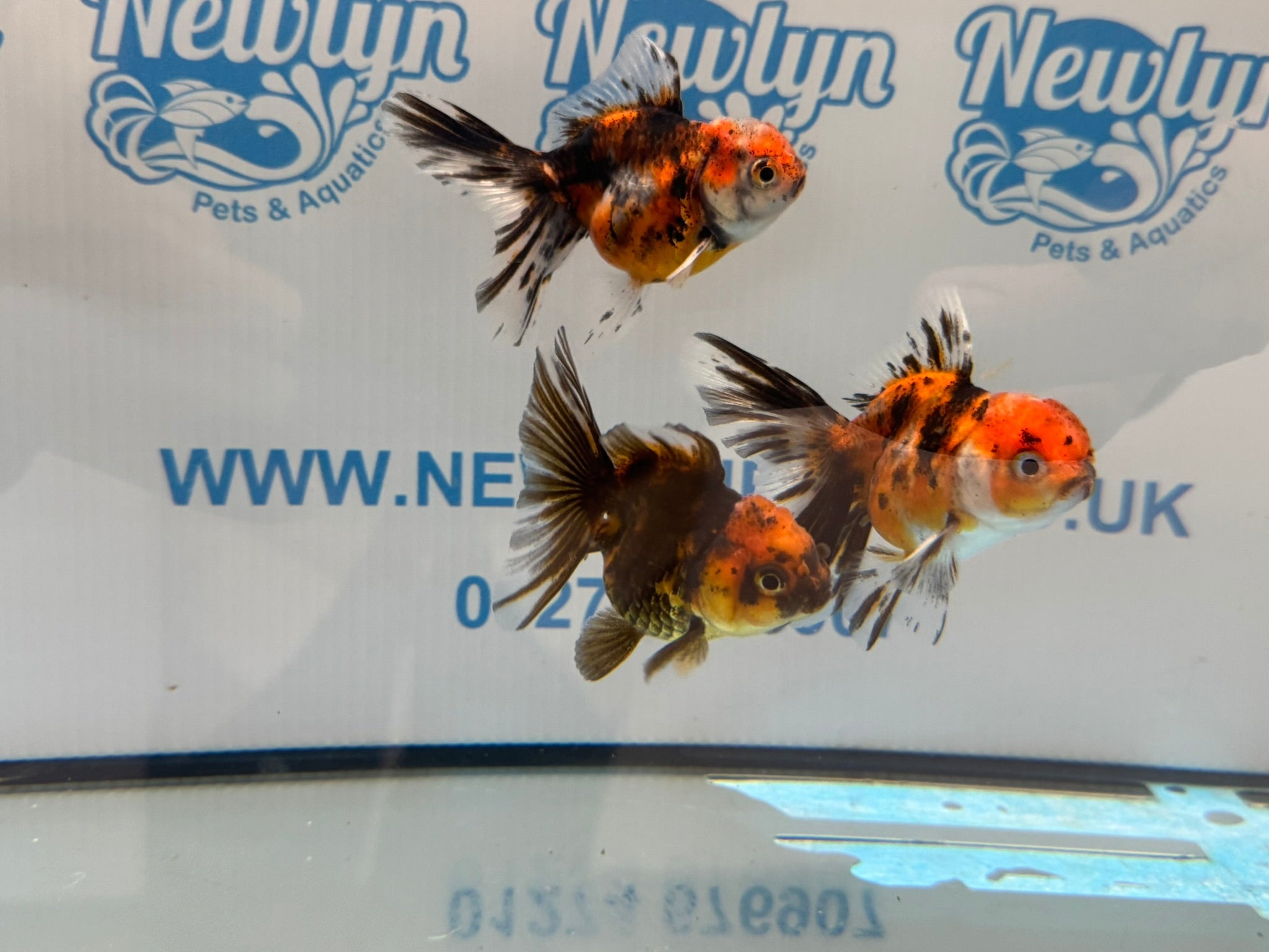 Tiger Peacock Oranda Fancy Goldfish 6 - 8cm - Newlyn - pets - Newlyn - pets - 