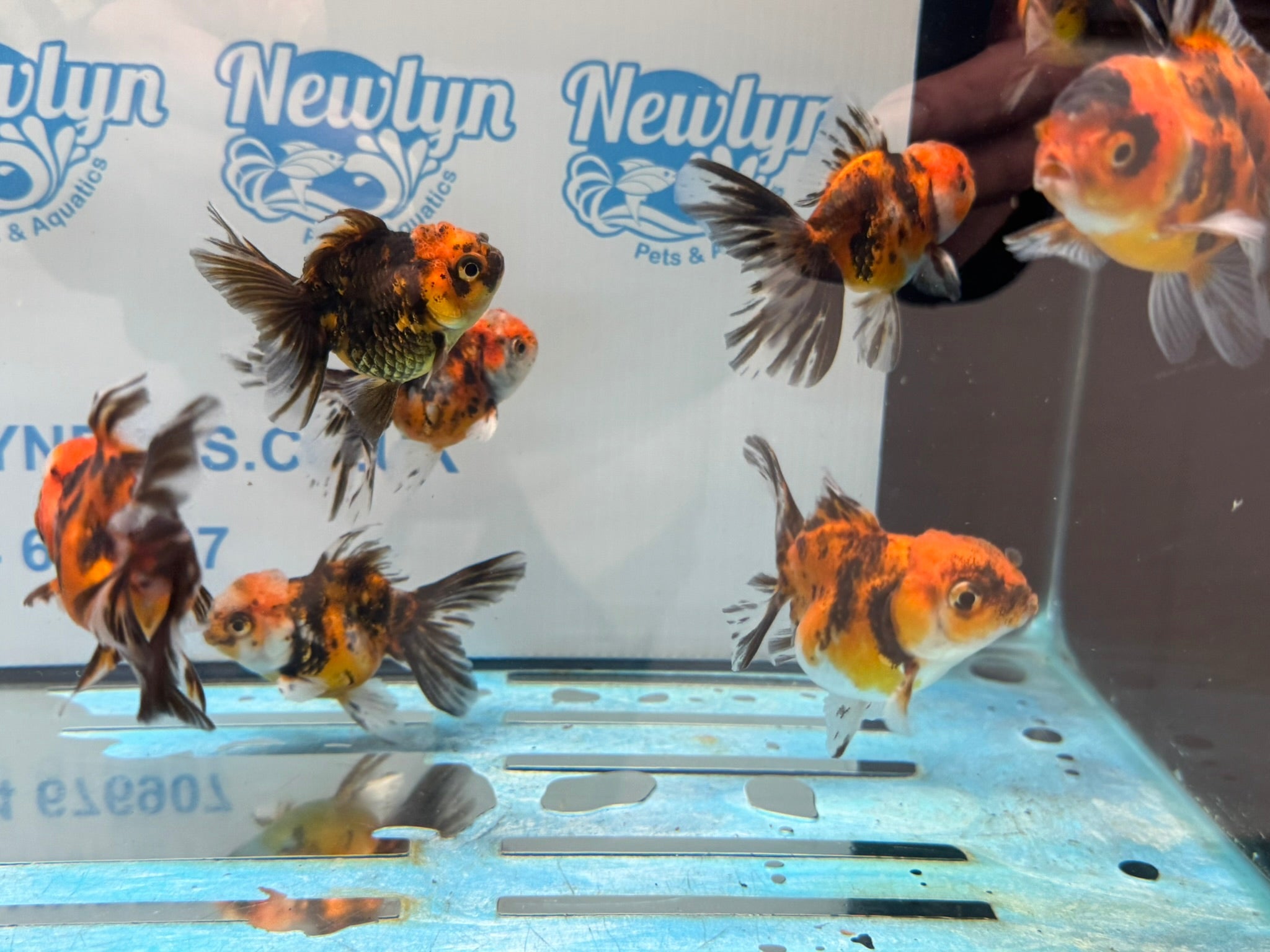 Tiger Peacock Oranda Fancy Goldfish 6 - 8cm - Newlyn - pets - Newlyn - pets - 