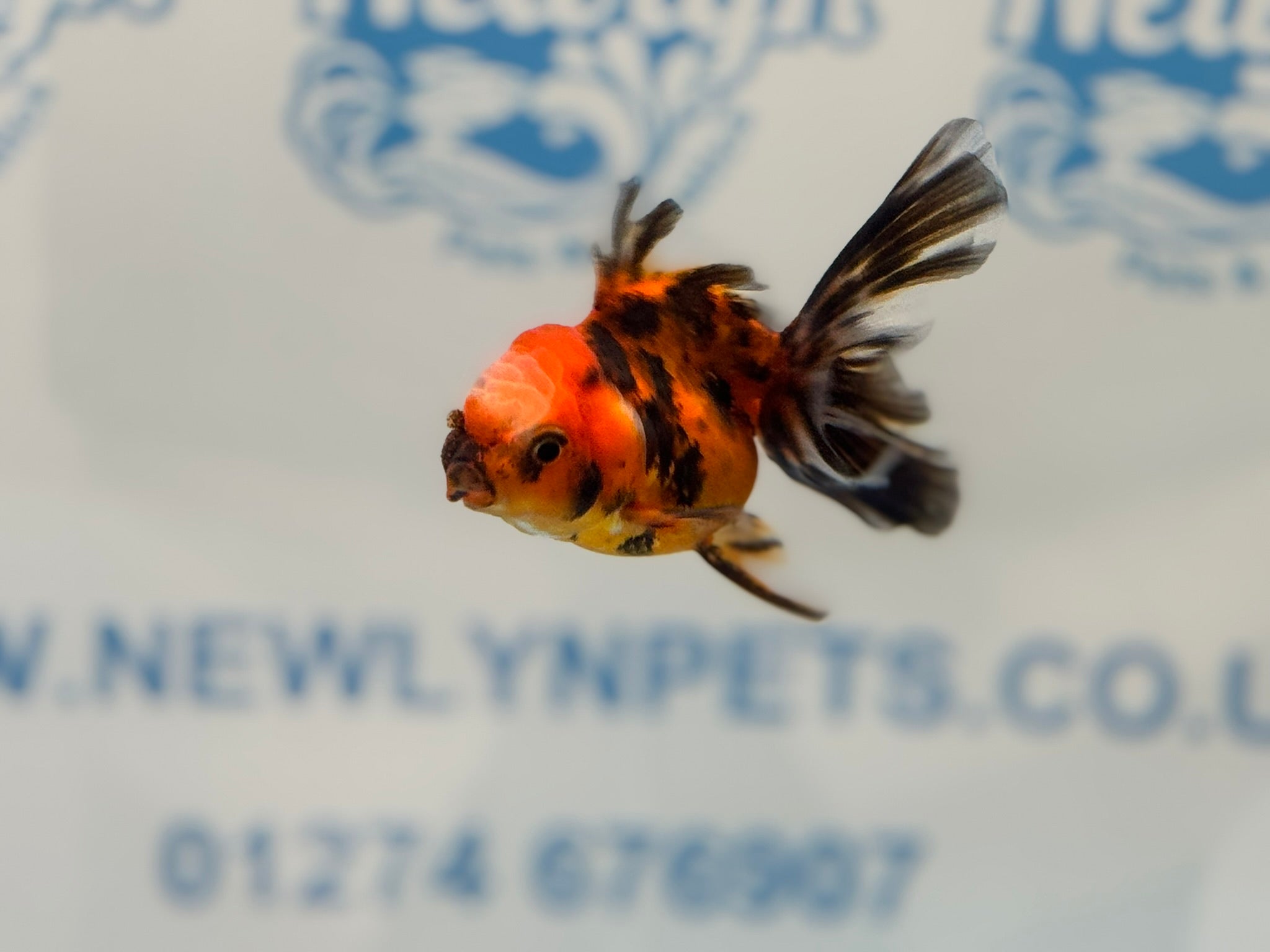 Tiger Peacock Oranda Fancy Goldfish 6 - 8cm - Newlyn - pets - Newlyn - pets - 
