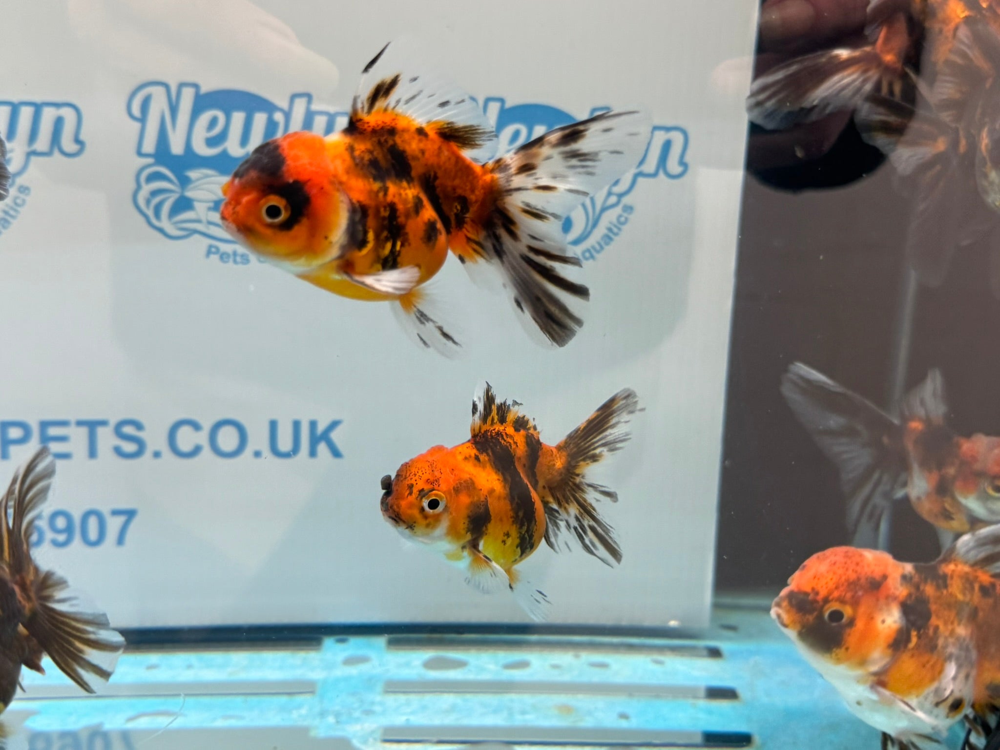 Tiger Peacock Oranda Fancy Goldfish 6 - 8cm - Newlyn - pets - Newlyn - pets - 