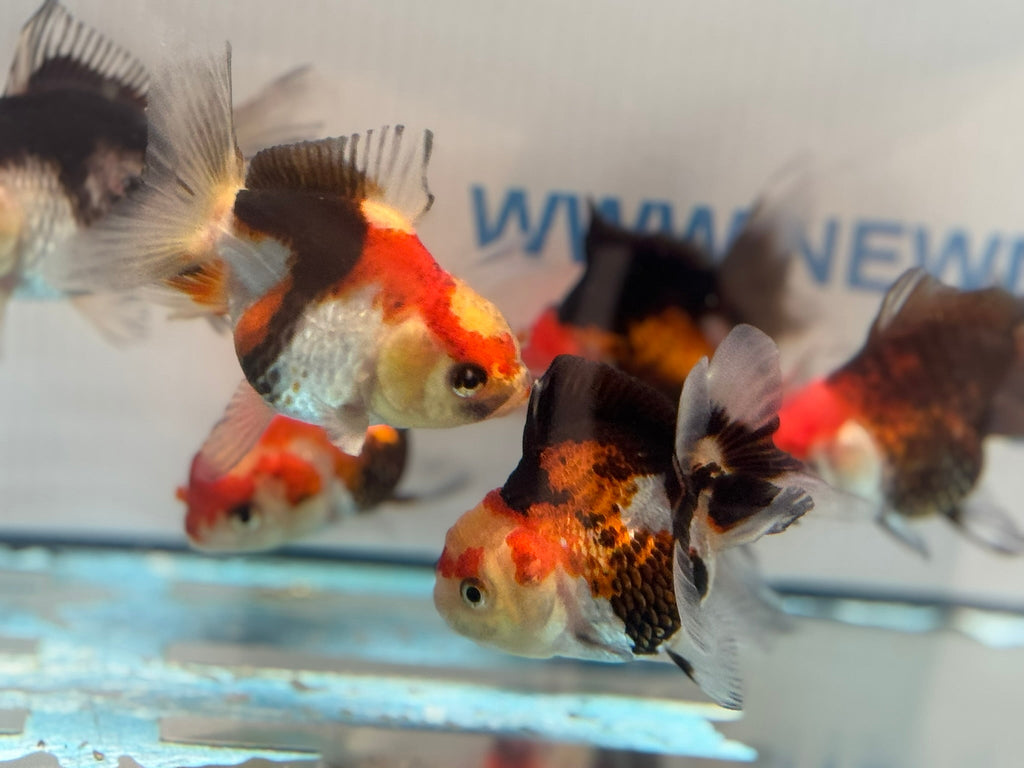 Tri Colour Oranda Fancy Goldfish 6 - 8cm - Newlyn - pets - Newlyn - pets - 