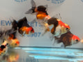 Tri Colour Oranda Fancy Goldfish 6 - 8cm - Newlyn - pets - Newlyn - pets - 
