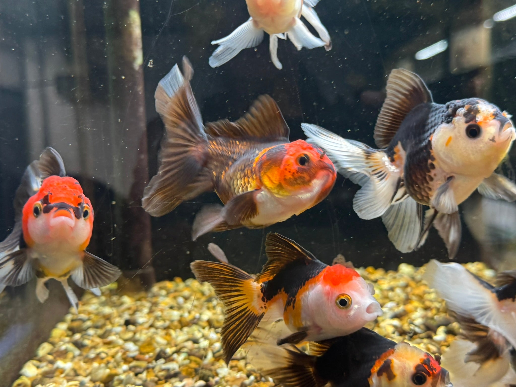 Tri Colour Oranda Fancy Goldfish 7-8cm - Newlyn-pets - Newlyn-pets - 