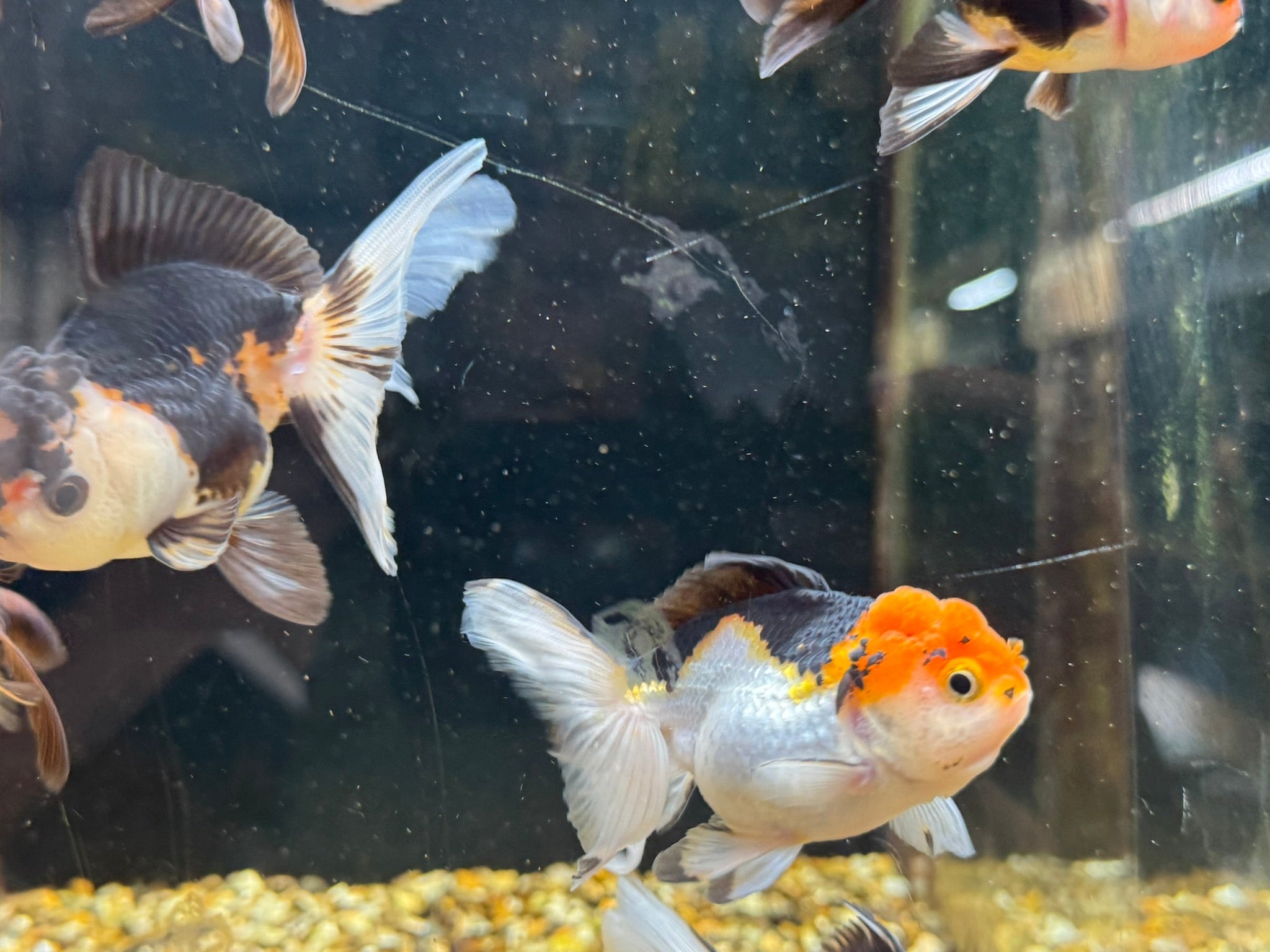 Tri Colour Oranda Fancy Goldfish 7-8cm - Newlyn-pets - Newlyn-pets - 