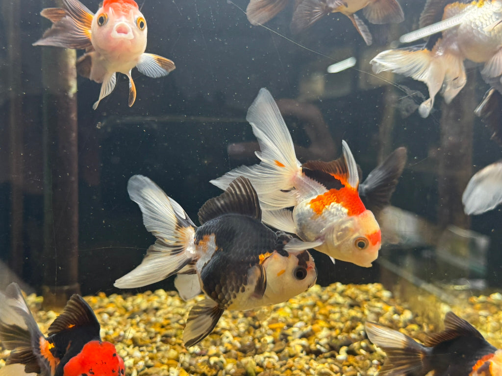 Tri Colour Oranda Fancy Goldfish 7-8cm - Newlyn-pets - Newlyn-pets - 