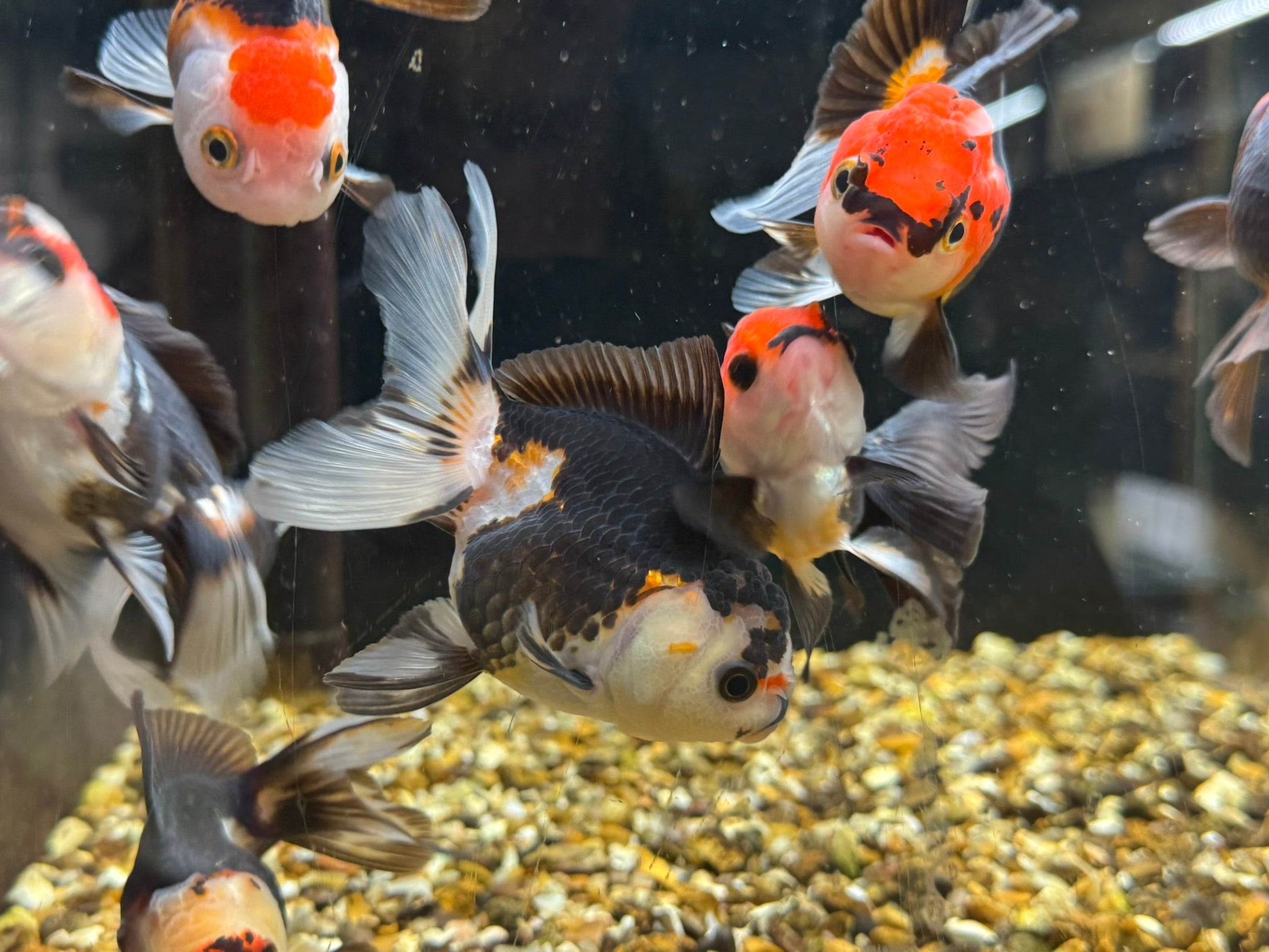 Tri Colour Oranda Fancy Goldfish 7-8cm - Newlyn-pets - Newlyn-pets - 