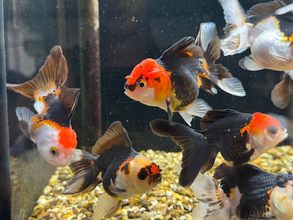 Tri Colour Oranda Fancy Goldfish 7-8cm - Newlyn-pets - Newlyn-pets - 