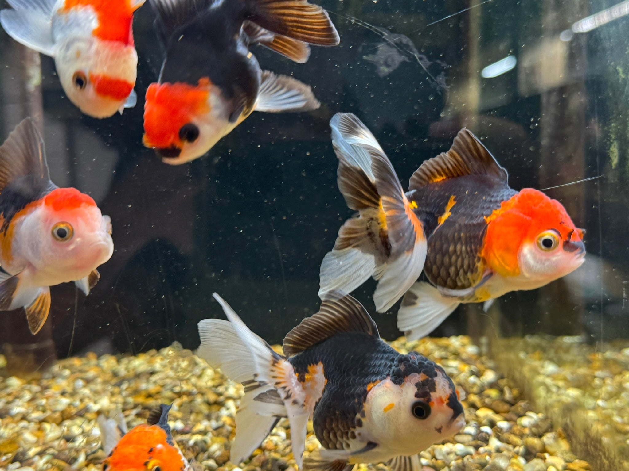 Tri Colour Oranda Fancy Goldfish 7-8cm - Newlyn-pets - Newlyn-pets - 
