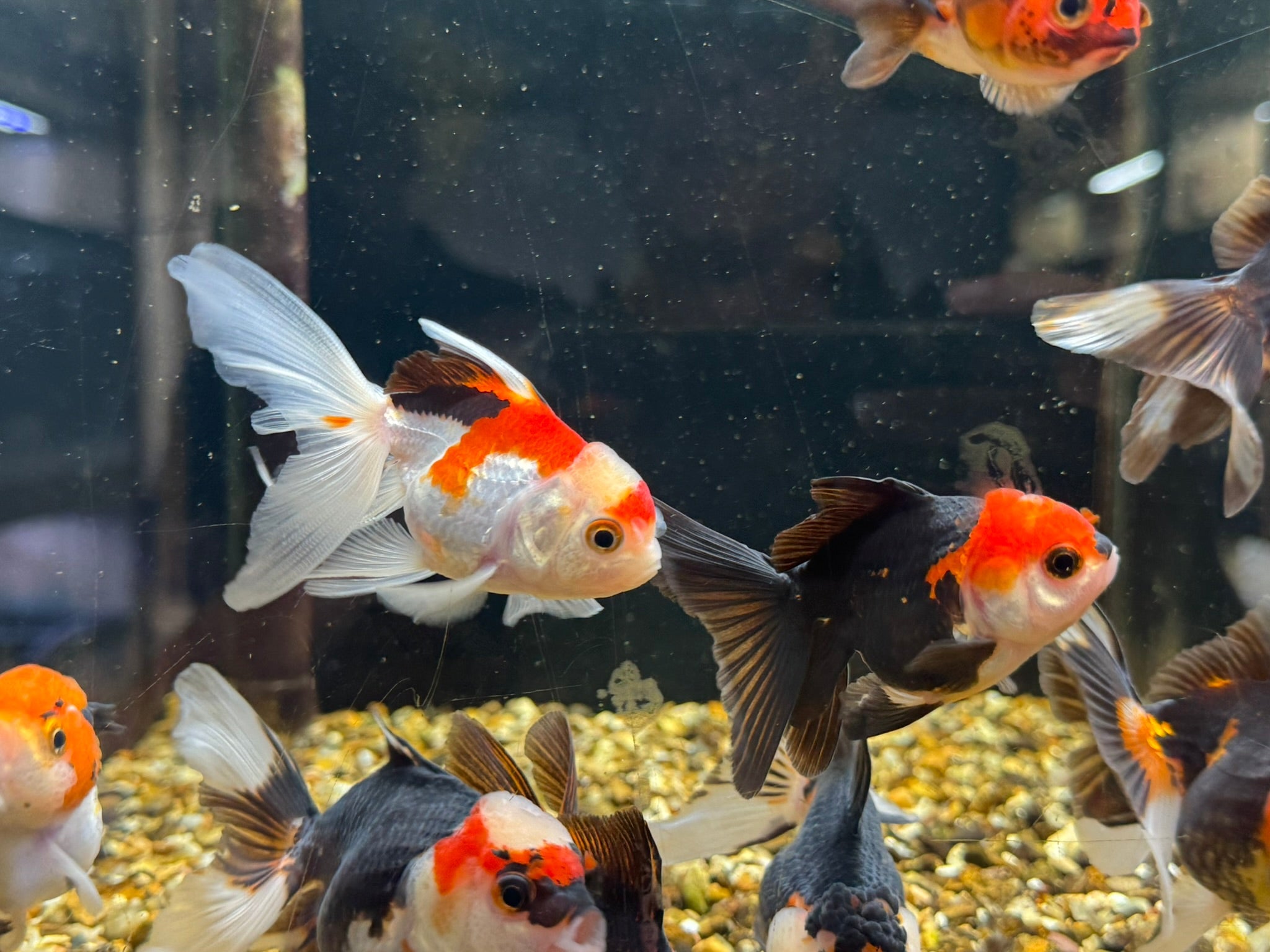 Tri Colour Oranda Fancy Goldfish 7-8cm - Newlyn-pets - Newlyn-pets - 