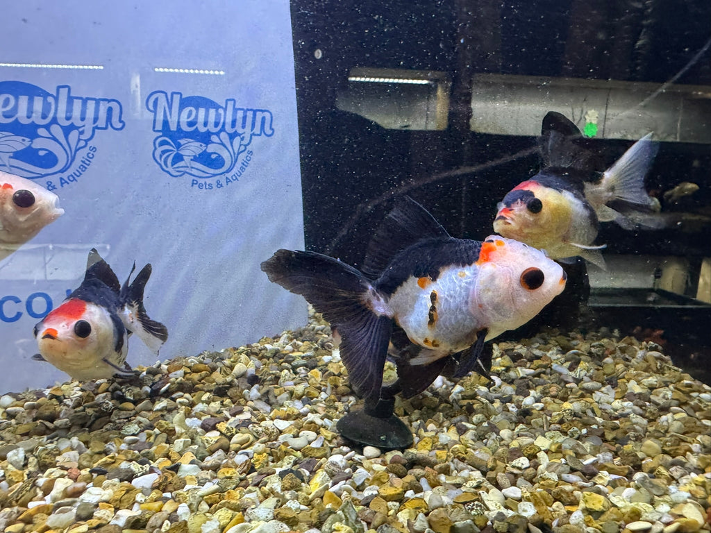 Tri coloured Oranda 8 - 9cm (BF4A - 4B) - Newlyn - pets - Newlyn - pets - 