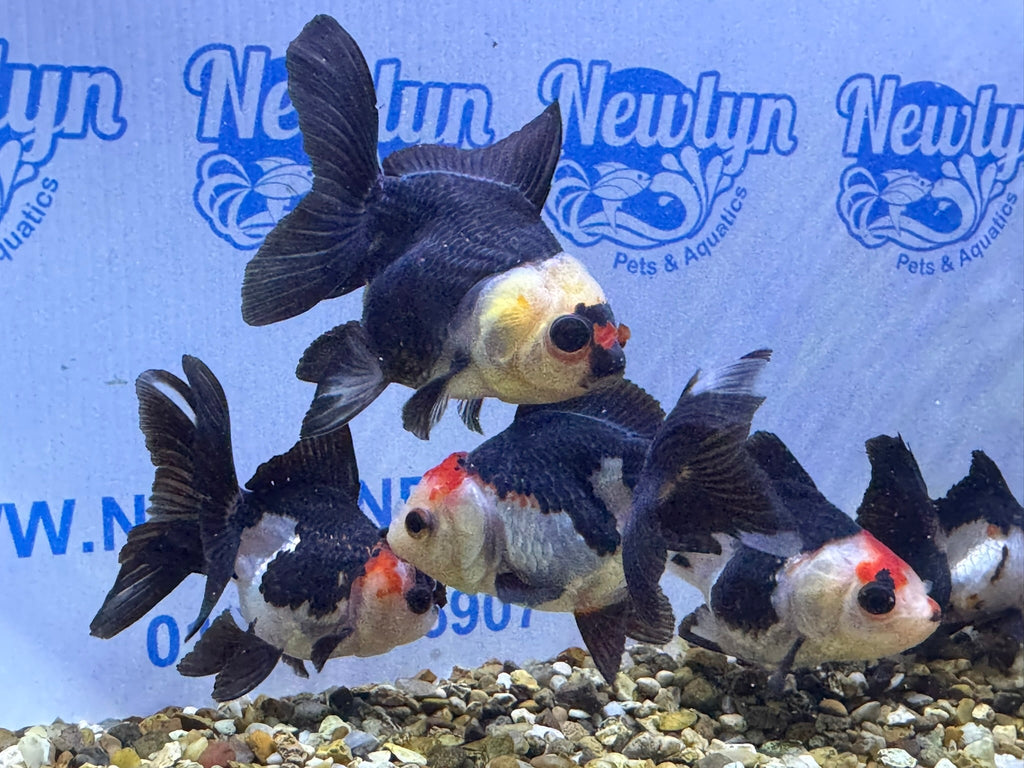 Tri coloured Oranda 8 - 9cm (BF4A - 4B) - Newlyn - pets - Newlyn - pets - 