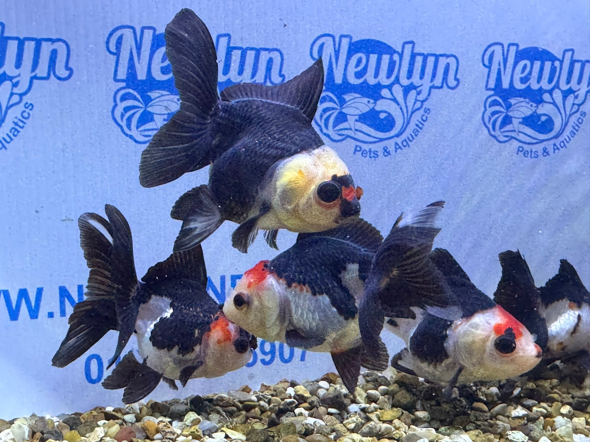 Tri coloured Oranda 8 - 9cm (BF4A - 4B) - Newlyn - pets - Newlyn - pets - 