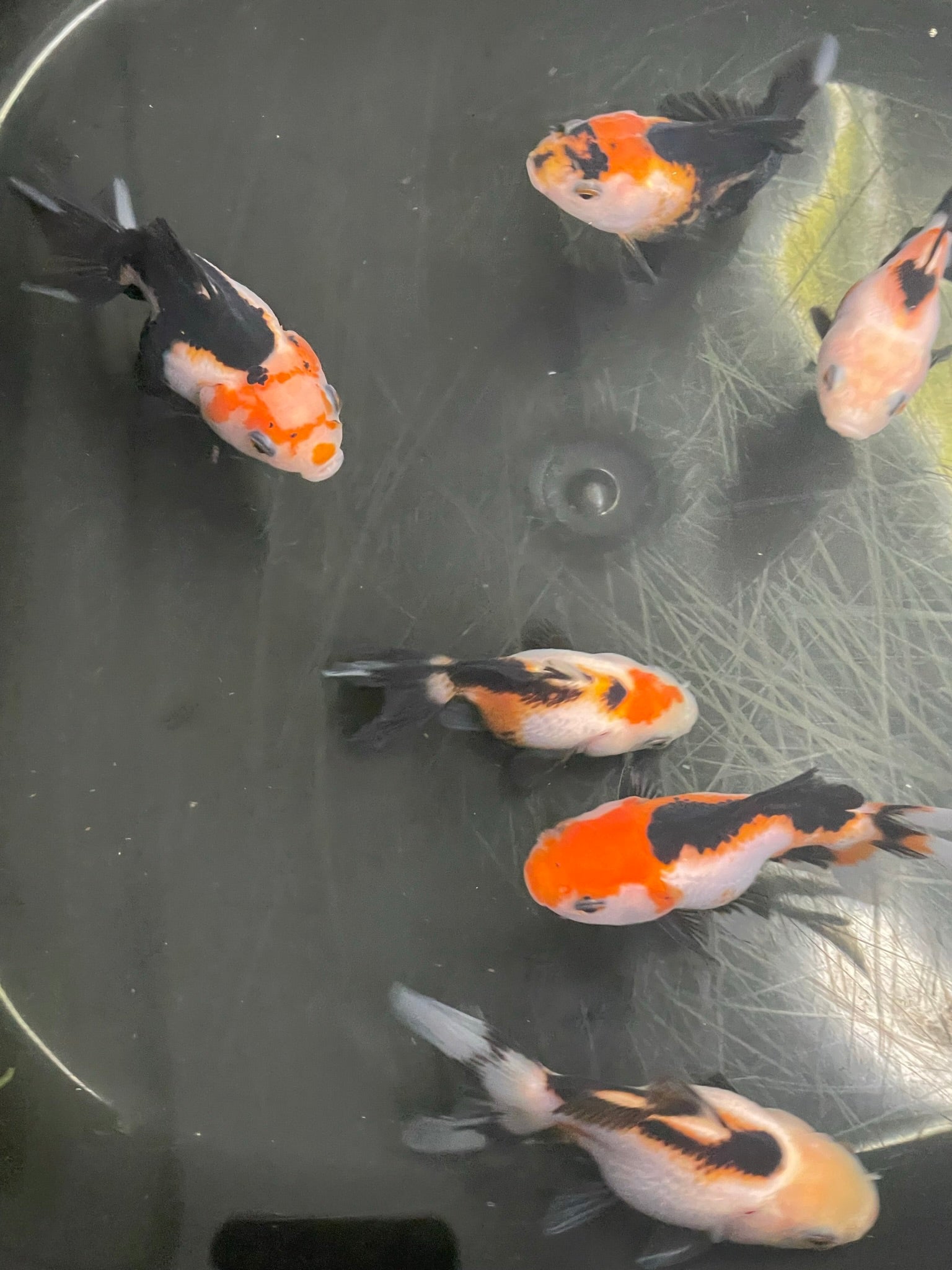 Tri Coloured Oranda Baby 6 - 7cm (BF12C) - Newlyn - pets - Newlyn - pets - 