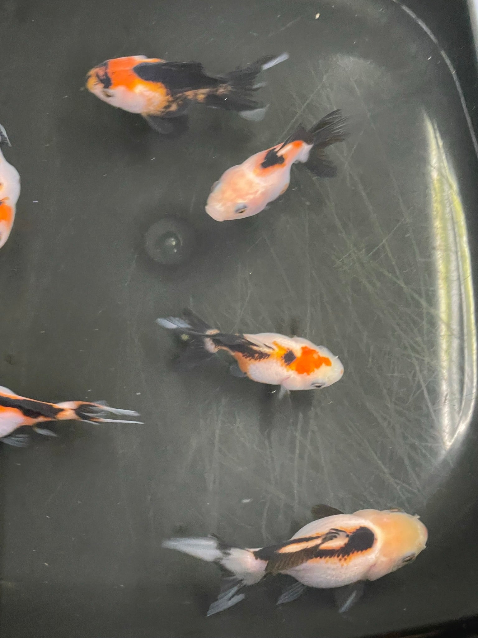 Tri Coloured Oranda Baby 6 - 7cm (BF12C) - Newlyn - pets - Newlyn - pets - 