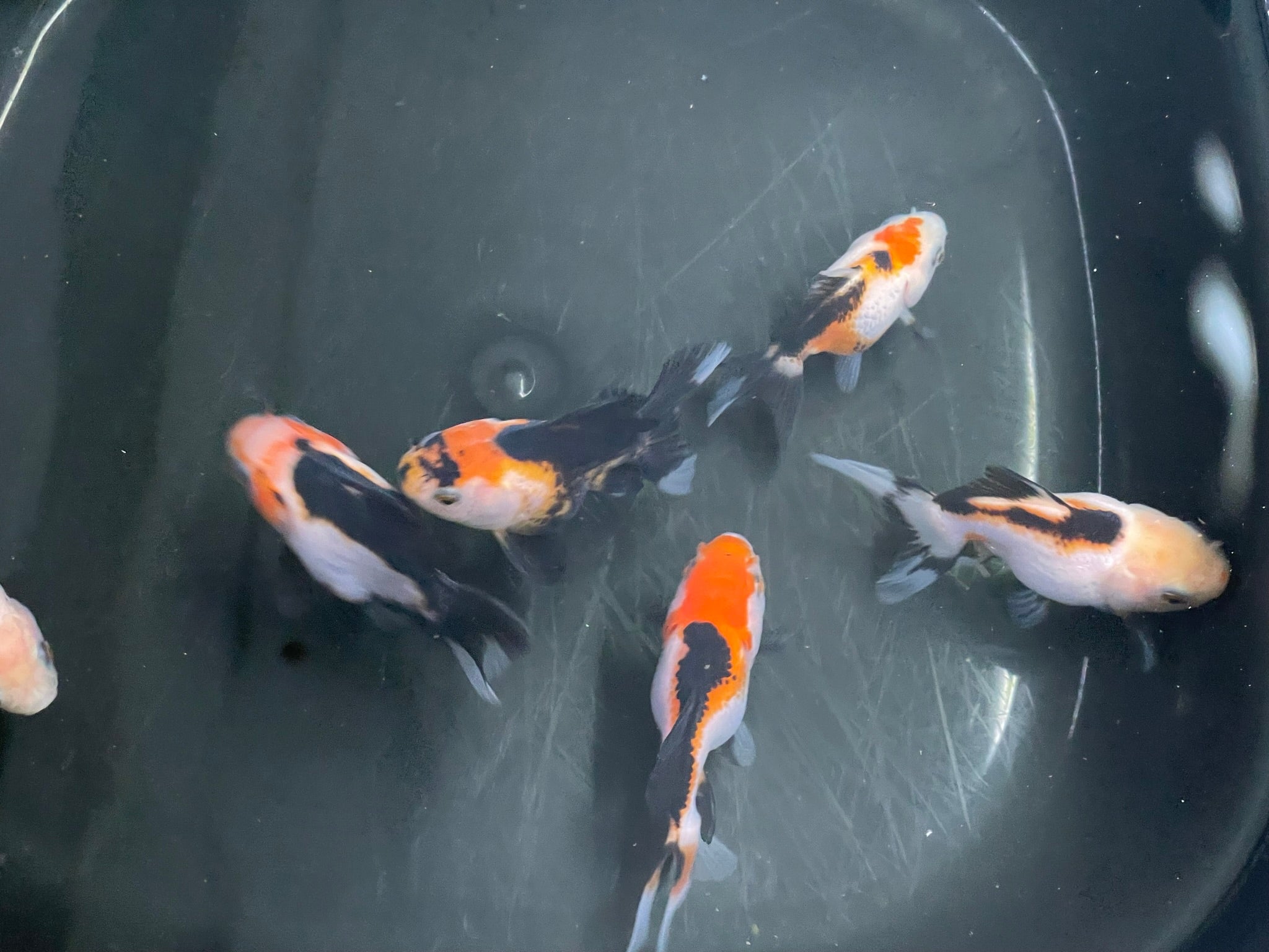 Tri Coloured Oranda Baby 6 - 7cm (BF12C) - Newlyn - pets - Newlyn - pets - 