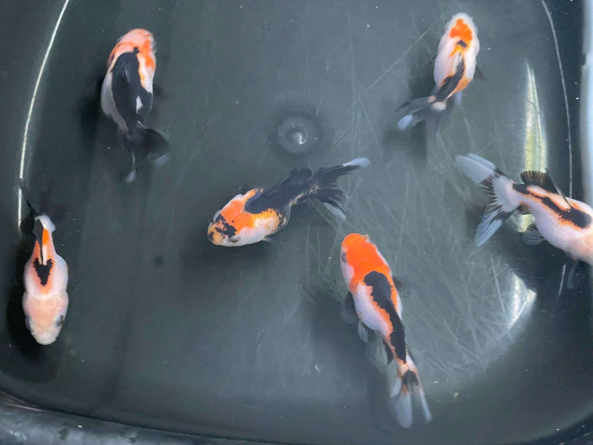 Tri Coloured Oranda Baby 6 - 7cm (BF12C) - Newlyn - pets - Newlyn - pets - 