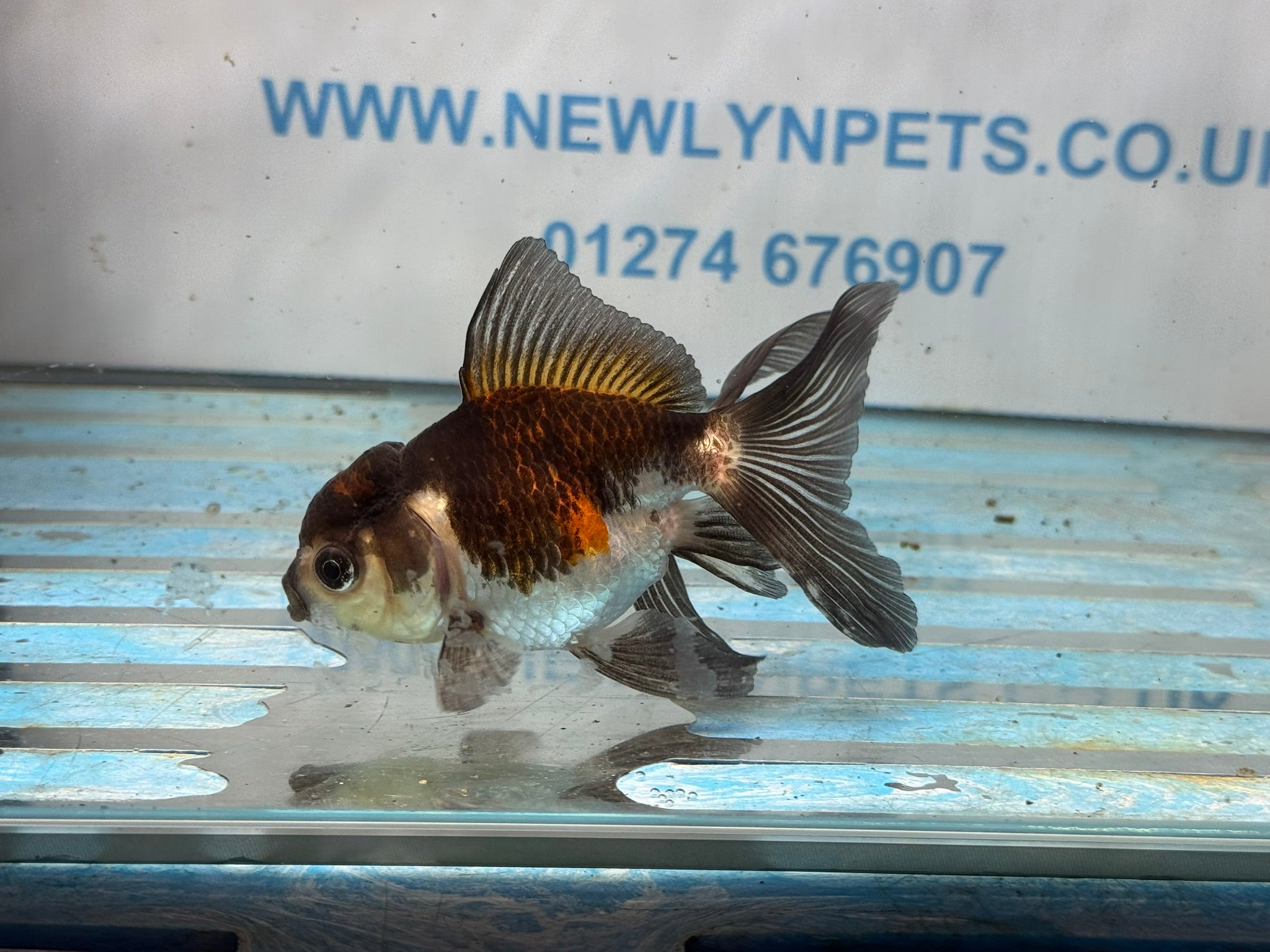 Tri Oranda 10 - 11cm - Newlyn - pets - Newlyn - pets - 