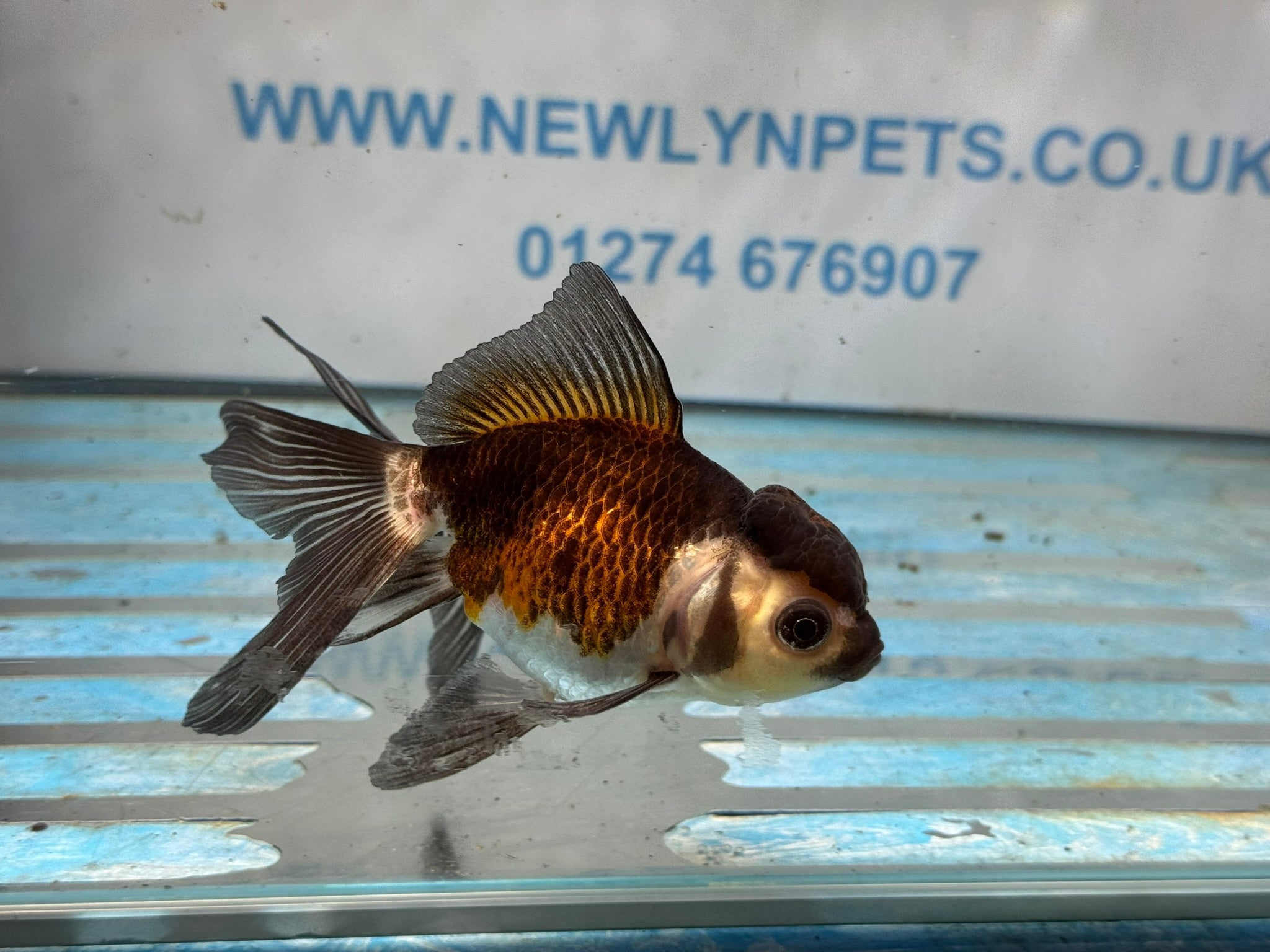 Tri Oranda 10 - 11cm - Newlyn - pets - Newlyn - pets - 