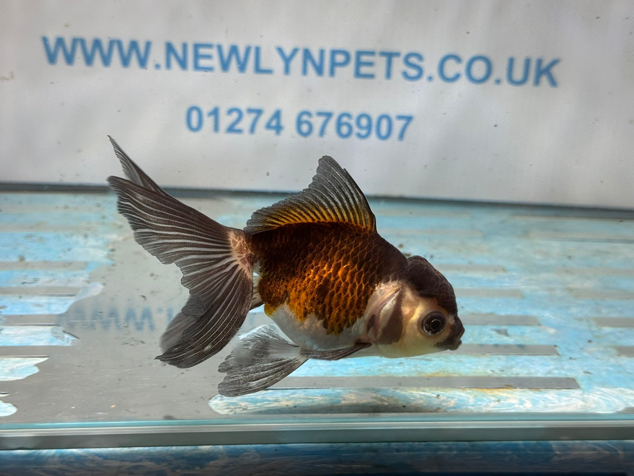 Tri Oranda 10 - 11cm - Newlyn - pets - Newlyn - pets - 