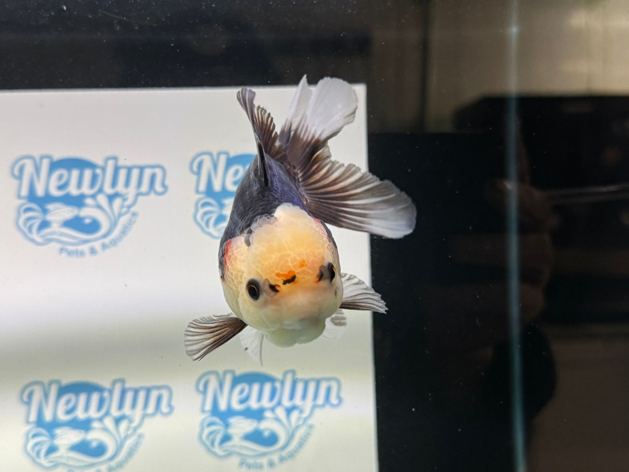 Tri Oranda 11 - 12cm TCO1 - Newlyn - pets - Newlyn - pets - 