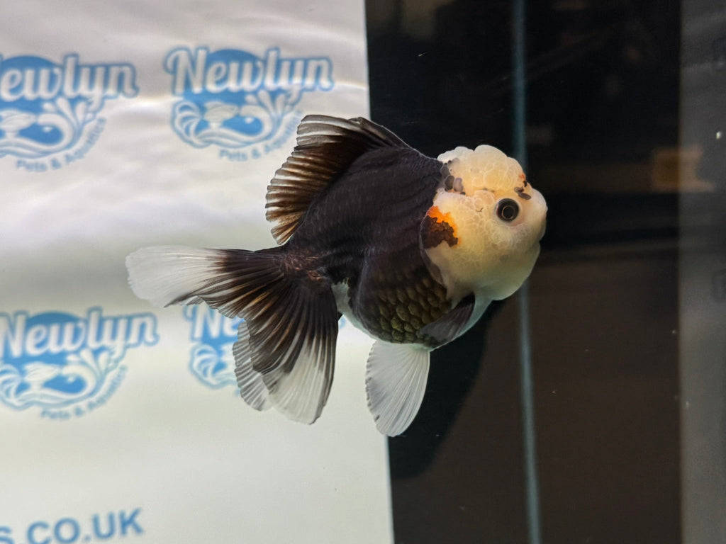 Tri Oranda 11 - 12cm TCO1 - Newlyn - pets - Newlyn - pets - 