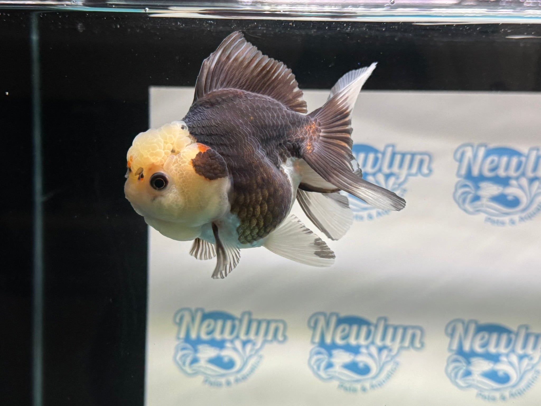 Tri Oranda 11 - 12cm TCO1 - Newlyn - pets - Newlyn - pets - 