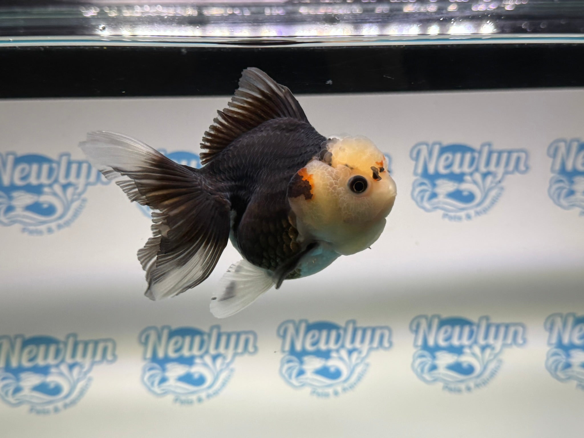 Tri Oranda 11 - 12cm TCO1 - Newlyn - pets - Newlyn - pets - 