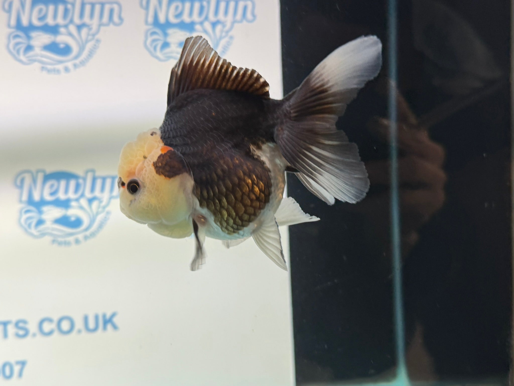 Tri Oranda 11 - 12cm TCO1 - Newlyn - pets - Newlyn - pets - 