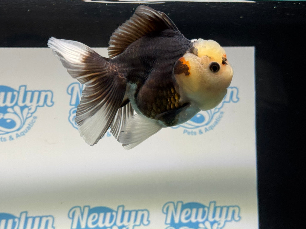 Tri Oranda 11 - 12cm TCO1 - Newlyn - pets - Newlyn - pets - 