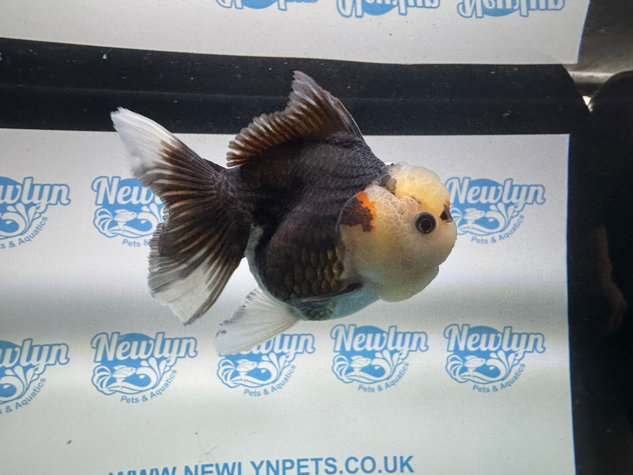 Tri Oranda 11 - 12cm TCO1 - Newlyn - pets - Newlyn - pets - 