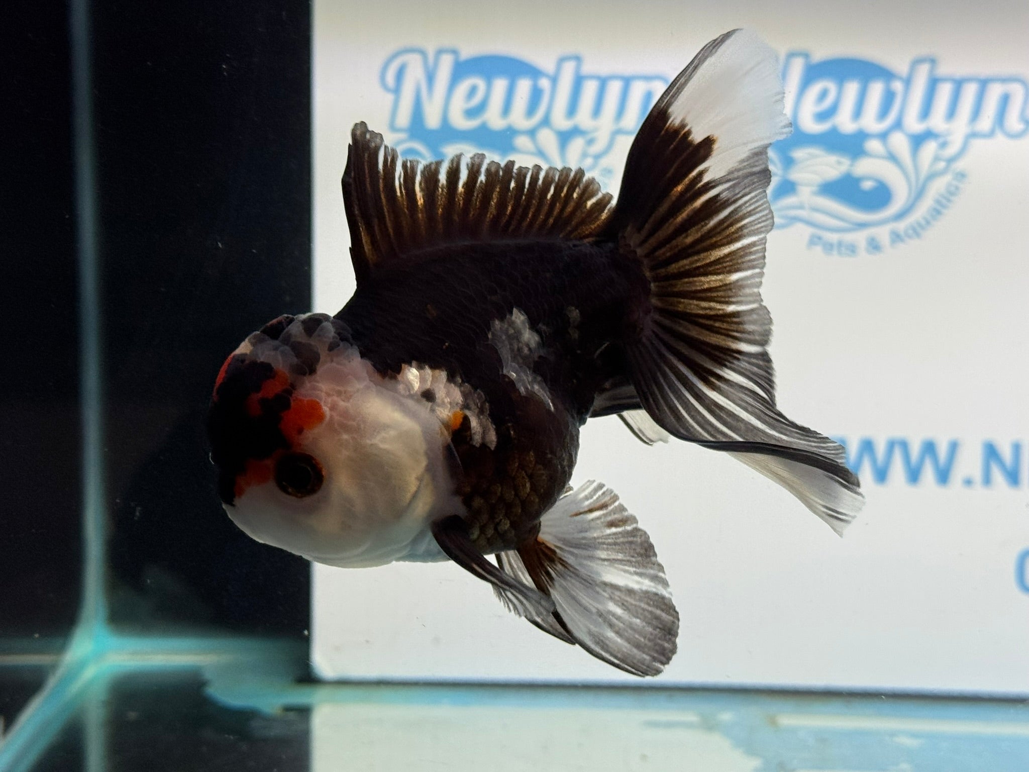 Tri Oranda 11 - 12cm TCO2 - Newlyn - pets - Newlyn - pets - 