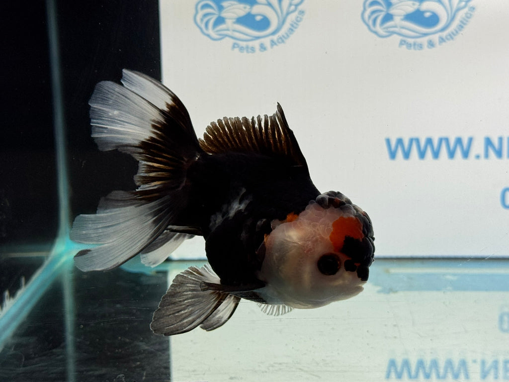 Tri Oranda 11 - 12cm TCO2 - Newlyn - pets - Newlyn - pets - 