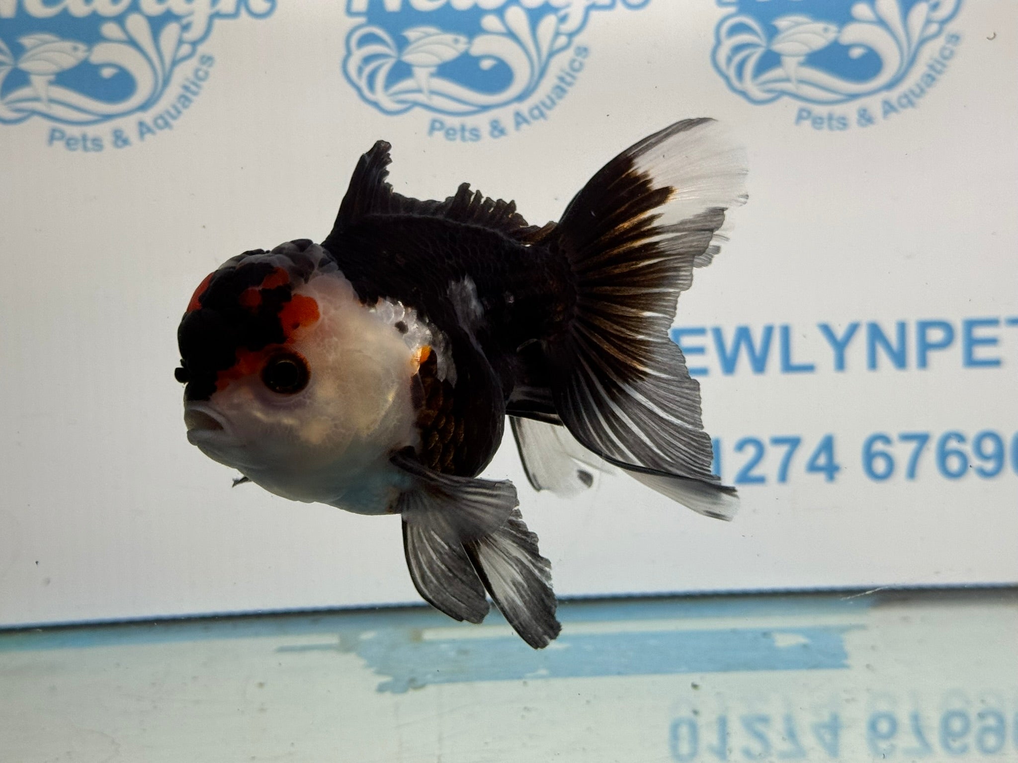 Tri Oranda 11 - 12cm TCO2 - Newlyn - pets - Newlyn - pets - 