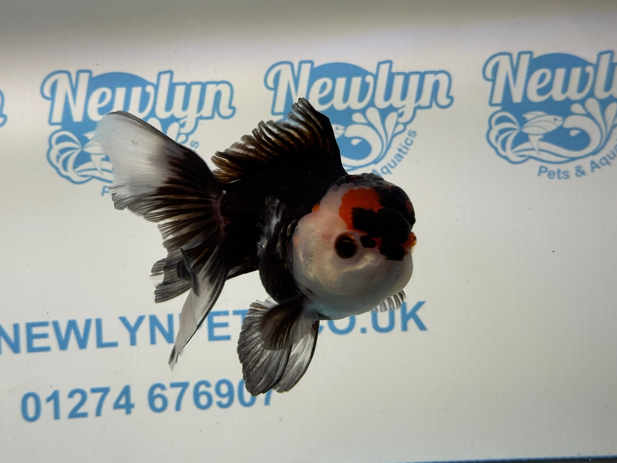 Tri Oranda 11 - 12cm TCO2 - Newlyn - pets - Newlyn - pets - 