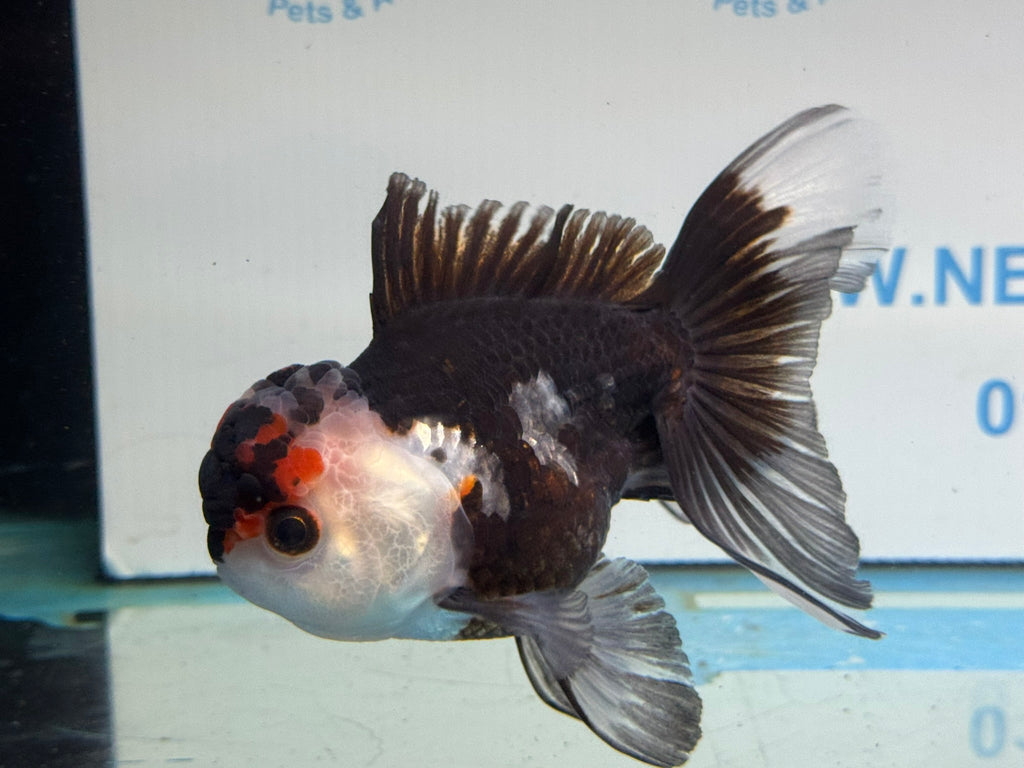 Tri Oranda 11 - 12cm TCO2 - Newlyn - pets - Newlyn - pets - 