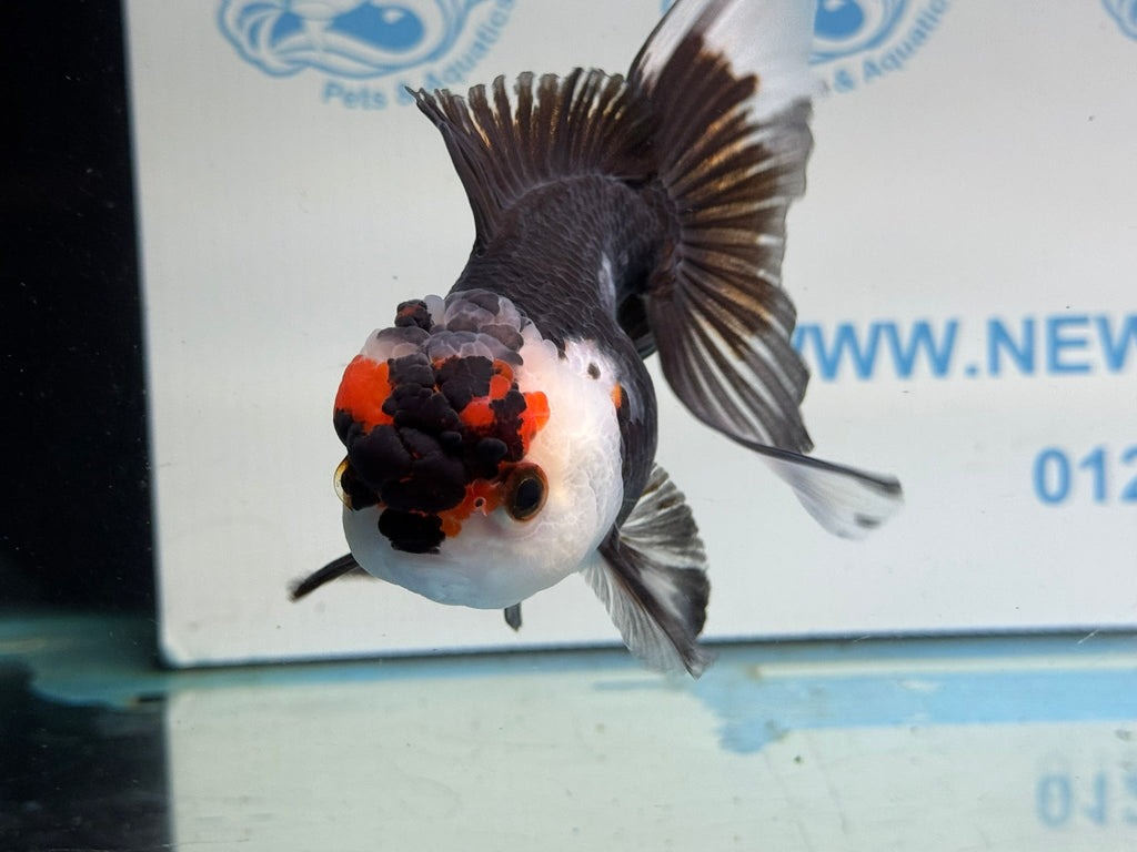 Tri Oranda 11 - 12cm TCO2 - Newlyn - pets - Newlyn - pets - 