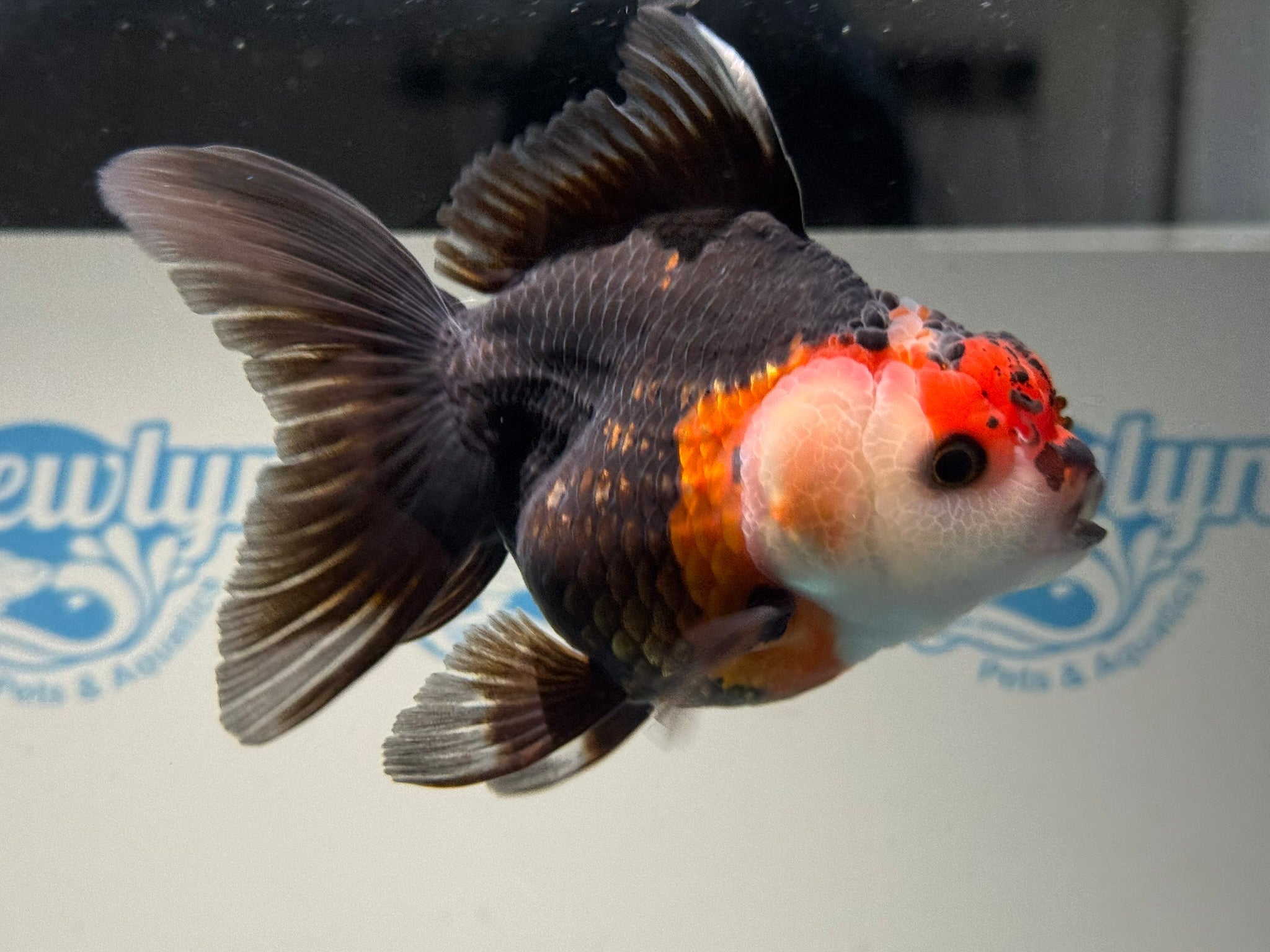 Tri Oranda 12cm - Newlyn - pets - Newlyn - pets - 