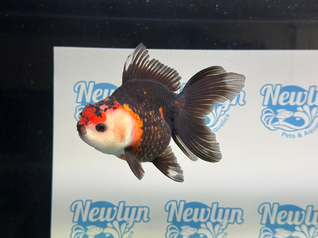 Tri Oranda 12cm - Newlyn - pets - Newlyn - pets - 