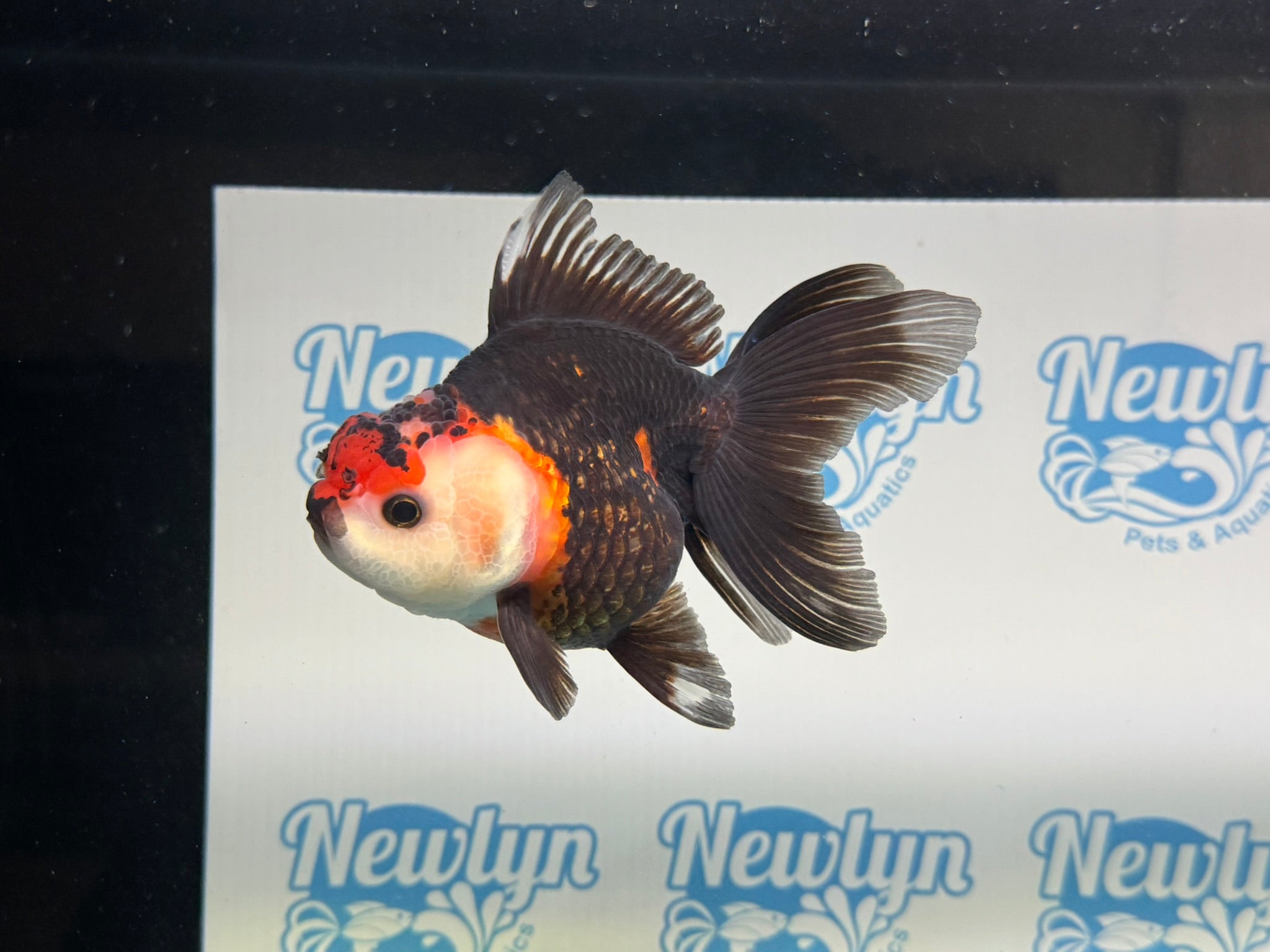Tri Oranda 12cm - Newlyn - pets - Newlyn - pets - 