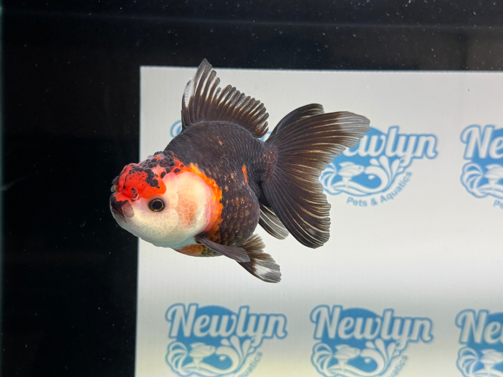 Tri Oranda 12cm - Newlyn - pets - Newlyn - pets - 